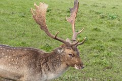 Fallow Deer (Dama dama)  Nobby, the dominant male in the deer paddock at Weald Country Park, displaying his magnificent antlers. : deer, fallow, antlers, stag