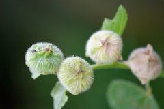 Fly on Hollyhock : fly, hollyhock