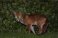 Fox - Vulpes vulpes  Seen near the Thames Estuary Path at Grays, Essex : fox, night, vulpes