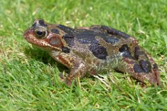 Frog on Lawn  Rana temporaria temporarily on our lawn : frog, grass, lawn