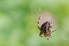Garden Spider: Araneus diadematus : Spider, Garden, Araneus diadematus, web