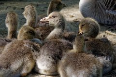 Chiaroscuro  Greylag Goslings : Goslings, Greylag