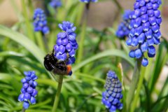 Grape Hyacinth and Visitor : grape-hyacinth, bumblebee, bee, blue flower