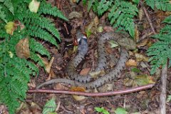 Grass Snake and Frog  Grass Snake in the process of swallowing a large frog in Mores Wood, near Snakes Hill, Brentwood. Its hind feet were distending the snake's gullet. : snake, frog, prey, bite