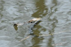 Swimming Grass Snake -1  It stopped swimming towards us and just stayed in one spot looking warily at us. : snake, swimming, river, Stort