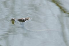 Swimming Grass Snake - 2  Fixing us with a steely glare, it was trying to 'smell' the potential threat. : snake, swimming, river, Stort