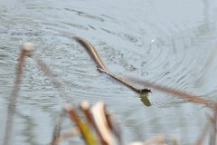 Swimming Grass Snake -4  Grass snake swimming across the River Stort on the Essex/Hertfordshire border. : snake, swimming, river, Stort