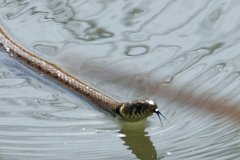 Swimming Grass Snake  Close-up : snake, swimming, river, Stort