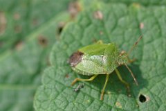 Green Shieldbug  Palomena prasina : Shieldbug, Insect, Green