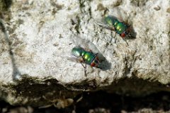 Danger Below : fly, greenbottle, spider