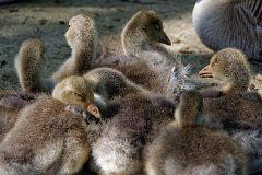 Greylag Goslings  Anser anser : Greylag Goslings