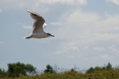Gull - Point Clear, Essex : gull, seagull