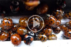 Ladybird Party
