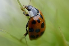 Ladybird : ladybird