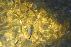 Gold Fish  Minnows in a stream in the Stour Valley, near Nayland : fish, sunlight, minnows