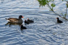 Moorhen and Chicks  Gallinula chloropus : Moorhen, Chicks, lake