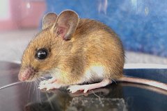 Look what the cat brought in  Brought in, completely unharmed, by one of our cats "Zulu". : mouse