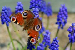 Peacock Butterfly on Grape Hyacinth : butterfly, peacock, grape, hyacinth, blue