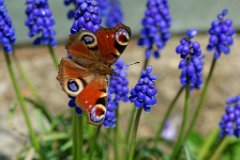 Peacock Butterfly on Grape Hyacinth : butterfly, peacock, grape, hyacinth, blue