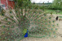 Peacock (Pavo Cristatus) : peacock