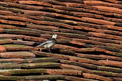 Pied Wagtail - Roof of St Mary, Ovington  One of a pair : wagtail, tiles, roof