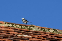 Pied Wagtail - Roof of St Mary, Ovington  Motacilla alba yarrelli : wagtail, roof, tiles