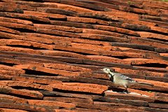 Pied Wagtail - Roof of St Mary, Ovington  Very fast runners! : wagtail, roof, tiles
