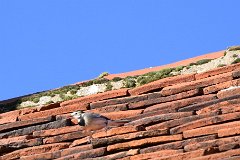 Pied Wagtail - Roof of St Mary, Ovington  About to fly to the timber church belfry... : Wagtail, roof, tiles