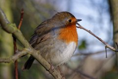 Robin : Robin, Little Tey, wild, bird, redbreast