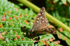 Speckled Wood  Pararge aegeria seen in Swan Wood, Essex : butterfly, Speckled Wood