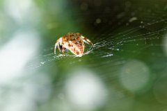 Araneus diadematus  Garden or Cross Spider : Spider, Cross, Garden, web, arachnid