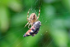 Lunch-time  Garden or Cross Spider (Araneus diadematus) with moth snack - possibly Elephant Hawk Moth. : Spider, web, moth, eating, prey