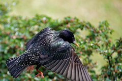 Starling in Flight  Sturnus vulgaris launching into flight. : starling, bird