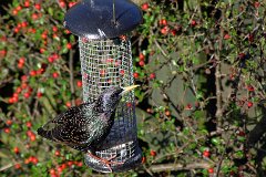 Starling  Sturnus vulgaris : starling