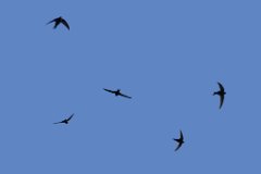 Swifts : swifts, bird