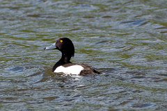 Male Tufted Duck  Aythya fuligula : Duck, Tufted, lake