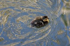 Easter Duckling : Easter, Duckling, Finchingfield, Essex