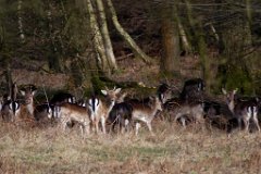 A Walk in the Park  Fallow deer in Weald Park, Brentwood,Essex : Fallow Deer, wildlife, Essex, Park, Brentwood, Weald