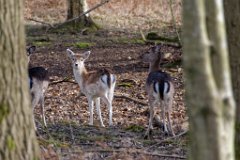 I Said 'Don't Call Me Bambi'  Fallow deer in Weald Park, Brentwood,Essex : Fallow Deer, wildlife, Essex, Park, Brentwood, Weald