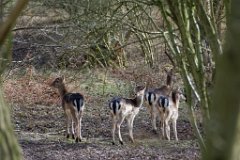 Lost Again  Fallow deer in Weald Park, Brentwood,Essex : Fallow Deer, wildlife, Essex, Park, Brentwood, Weald