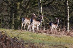 Spring Sunshine  Fallow deer in Weald Park, Brentwood,Essex : Fallow Deer, wildlife, Essex, Park, Brentwood, Weald
