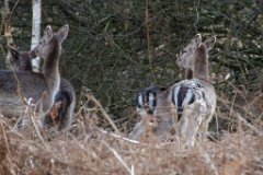 Venison Watch  Fallow deer in Weald Park, Brentwood,Essex : Fallow Deer, wildlife, Essex, Park, Brentwood, Weald