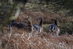 3 Way Stroll  Fallow deer in Weald Park, Brentwood,Essex : Fallow Deer, wildlife, Essex, Park, Brentwood, Weald
