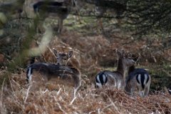 Don't Look Back  Fallow deer in Weald Park, Brentwood,Essex : Fallow Deer, wildlife, Essex, Park, Brentwood, Weald