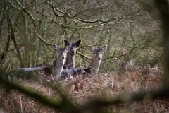 Lens Hunt  The wild deer, wand'ring here and there, Keeps the human soul from care. (from Auguries of Innocence by William Blake) : Fallow Deer, wildlife, Essex, Park, Brentwood, Weald