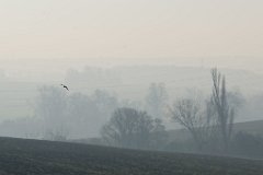 Epping Upland - Winter Mist : Epping, winter, mist, fog, landscape, Essex