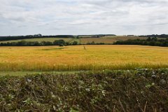 View from Chrishall Church, N.W. Essex : Essex, rural, countryside, scenery, field, wheat