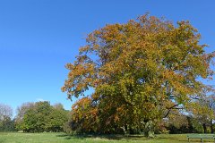 Old Majestic  Oak Tree, Bedfords Park, Essex : Essex, rural, countryside, scenery, oak, tree