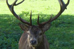 Young Majestic  Red Deer Stag, Bedfords Park, Essex : Essex, rural, countryside, scenery, deer, stag, antlers