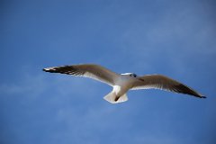 Black-headed-gull-Essex.jpg